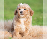 Small Photo #49 Poodle (Toy) Puppy For Sale in WARSAW, IN, USA