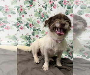 Shih Tzu-Unknown Mix Dogs for adoption in Wetumpka, AL, USA