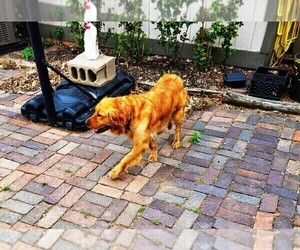 Mother of the Golden Retriever puppies born on 04/02/2022