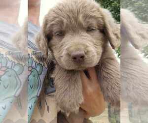 Labrador Retriever Puppy for sale in ROYAL CITY, WA, USA
