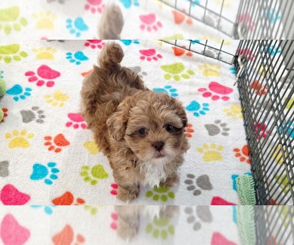 Medium Photo #2 ShihPoo Puppy For Sale in ORO VALLEY, AZ, USA