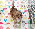 Small #1 ShihPoo