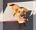Annabelle - Female Mutt Dog for Adoption - Small photo