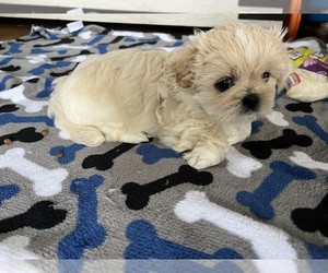 Shih Tzu Puppy for sale in DUNDALK SPARROWS POINT, MD, USA