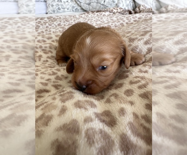 Medium Photo #2 Dachshund Puppy For Sale in SAN DIEGO, CA, USA