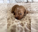 Small #1 Dachshund