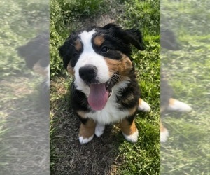 Bernese Mountain Dog Puppy for sale in MIDDLESEX, NC, USA