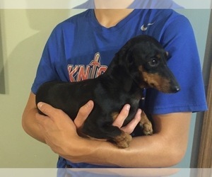 Father of the Dachshund puppies born on 11/13/2023