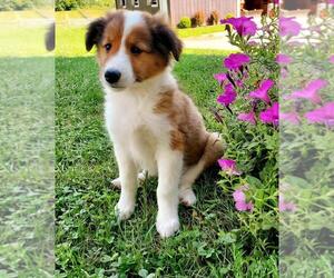 Shetland Sheepdog Puppy for sale in MIDDLEFIELD, OH, USA