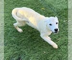 Small Photo #22 Labrador Retriever Puppy For Sale in Dana Point, CA, USA