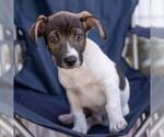 Small #4 Jack Russell Terrier Mix