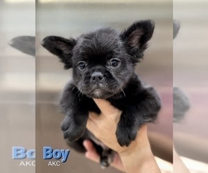 French Bulldog Puppy for sale in DALLAS, TX, USA