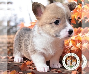 Pembroke Welsh Corgi Puppy for sale in TAYLORSVILLE, NC, USA