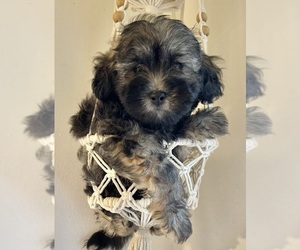 Maltipoo Puppy for sale in CLEVELAND, TN, USA