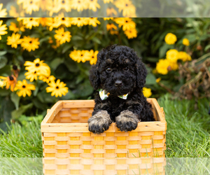 Miniature Bernedoodle-Poodle (Miniature) Mix Puppy for sale in TOPEKA, IN, USA