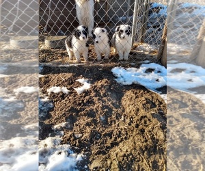 Airedale Terrier-Border Collie Mix Puppy for sale in TOPPENISH, WA, USA