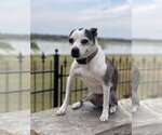 Small #3 Boston Terrier-Italian Greyhound Mix