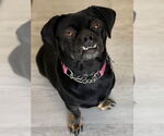 Small #18 Pug Mix