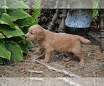 Puppy Raven Golden Retriever