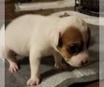 Small #15 Mutt