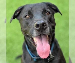 Cocoa - Male Labrador Retriever-Unknown Mix Dog for Adoption - Photo #5