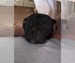 Small Bulldog Mix