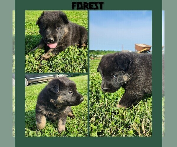 Medium Photo #3 German Shepherd Dog Puppy For Sale in BROOKFIELD, MO, USA