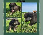 Small #2 German Shepherd Dog