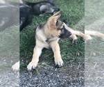 Small Photo #6 German Shepherd Dog Puppy For Sale in BLMGTN, IN, USA