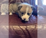 Puppy Mick Pembroke Welsh Corgi