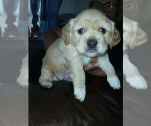 CockaChi Bs : Bailey - Female Cockerhuahua Dog for Adoption - Photo #2