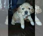 Small Photo #2 Cockerhuahua Puppy For Sale in Aurora, IN, USA