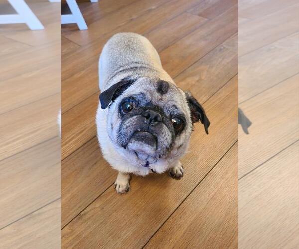 Medium Photo #1 Pug Puppy For Sale in Indianapolis, IN, USA
