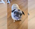 Small Pug