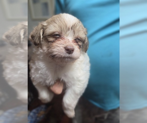 Medium Photo #37 Maltipom-Pomeranian Mix Puppy For Sale in HUDSON, MA, USA