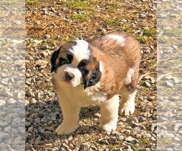 Medium Photo #1 Saint Bernard Puppy For Sale in MAYS LICK, KY, USA