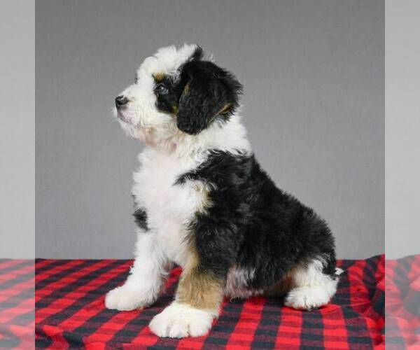 Medium Photo #2 Miniature Bernedoodle Puppy For Sale in DALTON, OH, USA