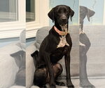 Small Photo #2 Mutt Puppy For Sale in Morganville, NJ, USA