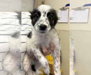 Border Collie-Unknown Mix Dogs for adoption in Amarillo, TX, USA