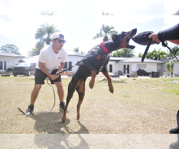 Medium Photo #1 Doberman Pinscher Puppy For Sale in FORT LAUDERDALE, FL, USA