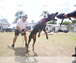 Small Photo #1 Doberman Pinscher Puppy For Sale in FORT LAUDERDALE, FL, USA