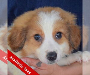 Australian Shepherd-Unknown Mix Dogs for adoption in Huntley, IL, USA