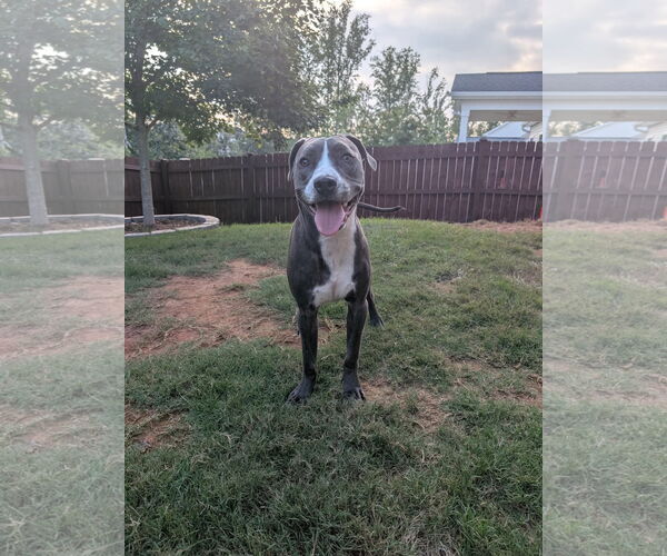 Medium Photo #6 Mutt Puppy For Sale in Greenville, SC, USA