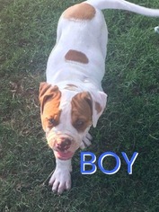 American Bulldog Puppy for sale in BARTLESVILLE, OK, USA