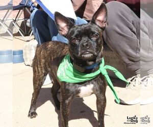 Manolo - Male Boston Terrier-Unknown Mix Dog for Adoption - Photo #3