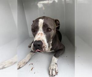 Mutt Dogs for adoption in Houston, TX, USA