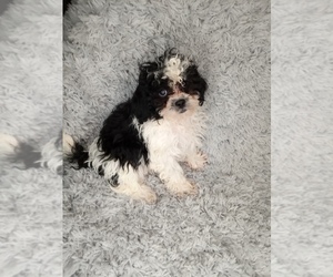 Shih-Poo Puppy for sale in INDIANAPOLIS, IN, USA