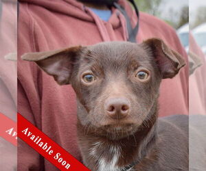 Chiweenie Dogs for adoption in Huntley, IL, USA