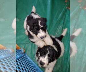 Saint Berdoodle Puppy for sale in WINCHESTER, VA, USA