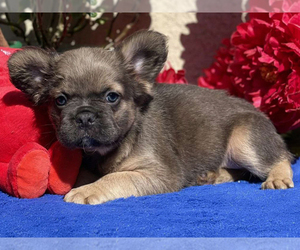 French Bulldog Puppy for sale in BOSTON, MA, USA